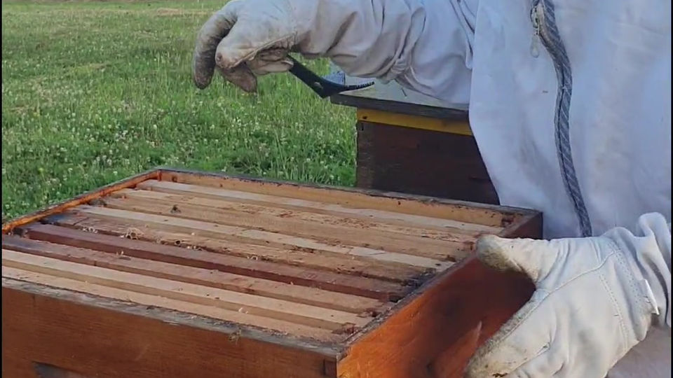 Beehives